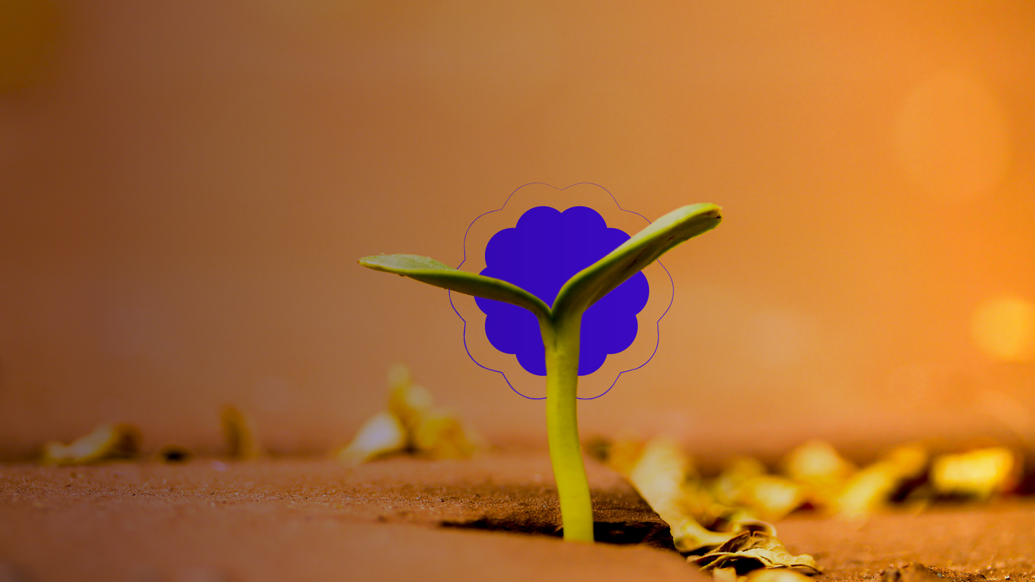 sprout on an orange background